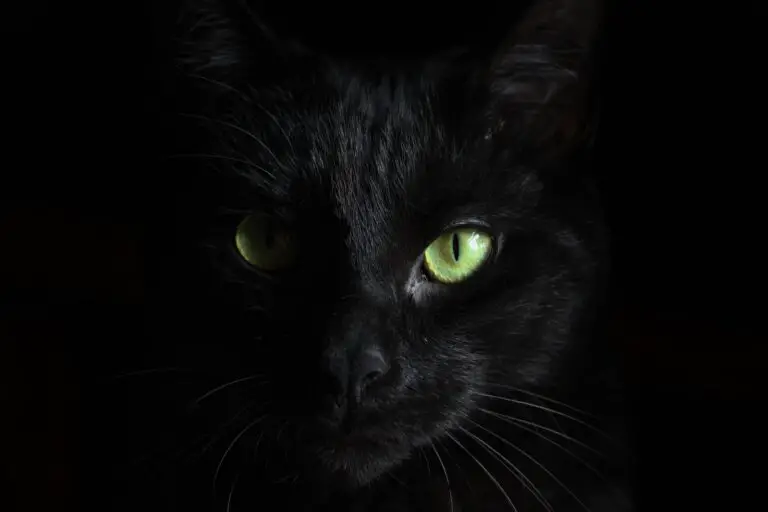 The Spiritual Meaning of Dreaming About a Black Cat: Interpretations and Symbolism