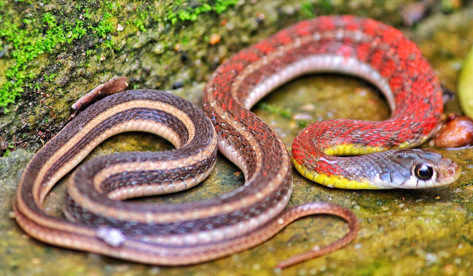 selective focus photography of red snake