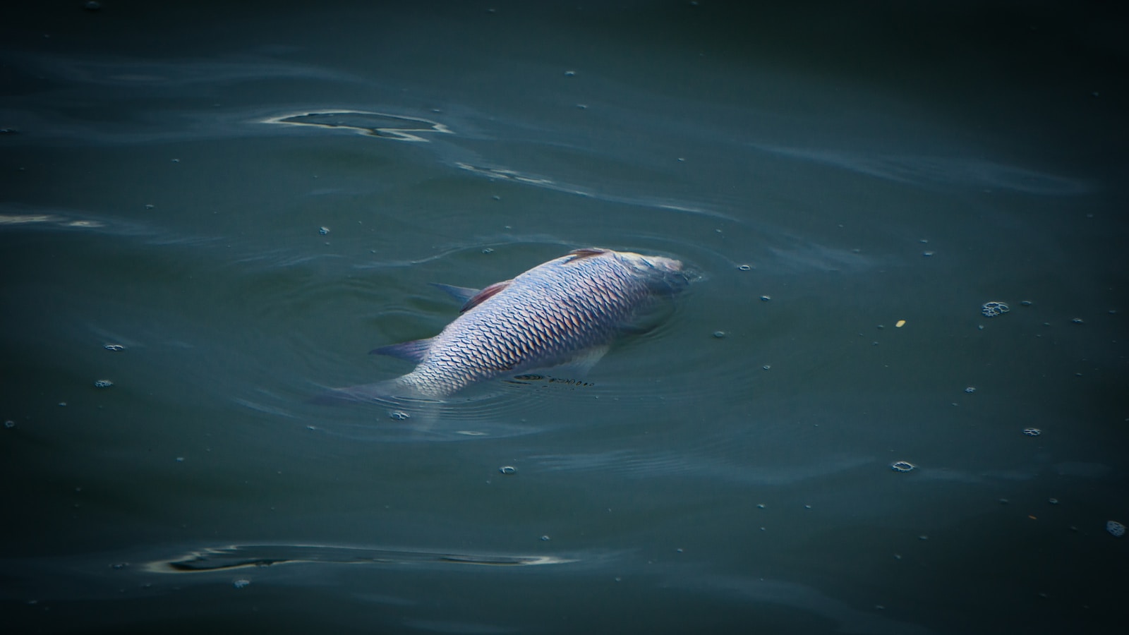 a fish that is swimming in some water