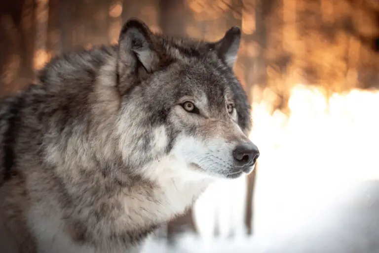 Spiritual Meaning of Dreaming of a Wolf Attack: Understanding the Symbolism Behind the Dream