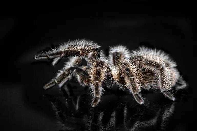 Biblical Meaning of Tarantulas in Dreams: Understanding the Symbolism