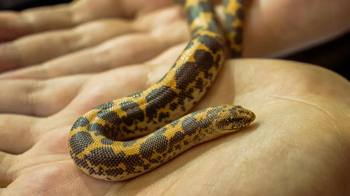 a close up of a person holding a snake