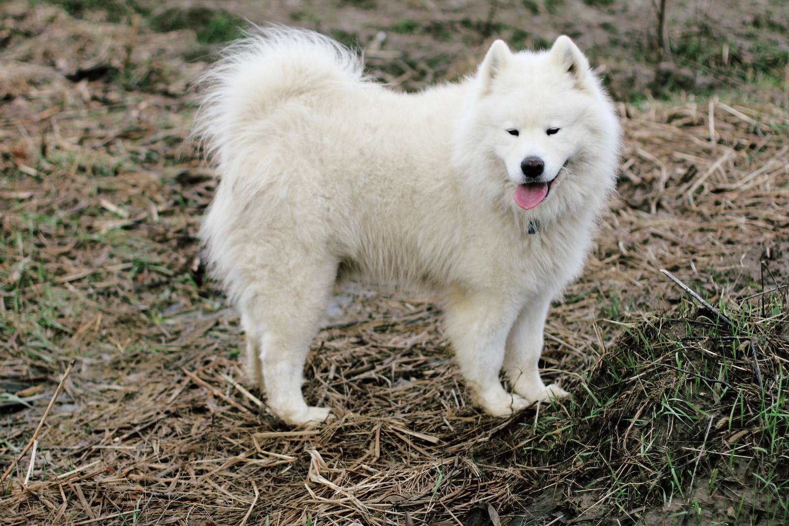 short-coated white dog on field