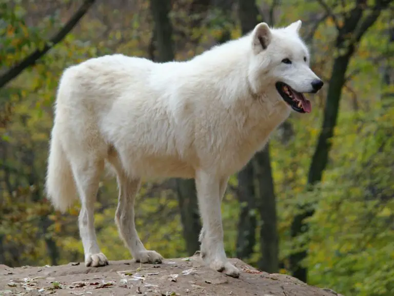 Deciphering the Significance of Dreaming About a White Wolf