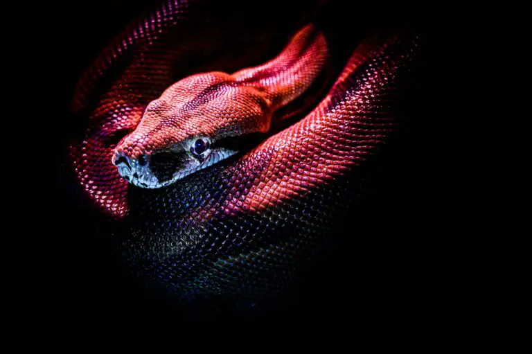Spiritual Meaning of Dreaming of a Red Snake: Interpretation and Symbolism