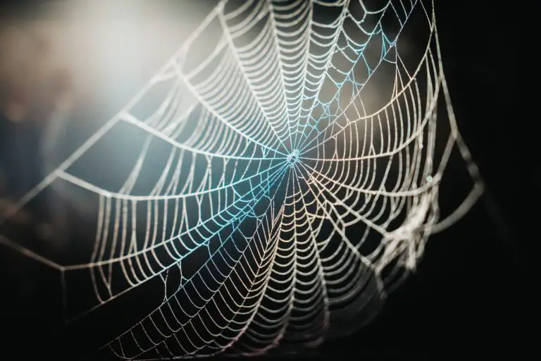 Spiritual Meaning of Dreaming About a Spider Web: Unraveling the Symbolism and Interpretation