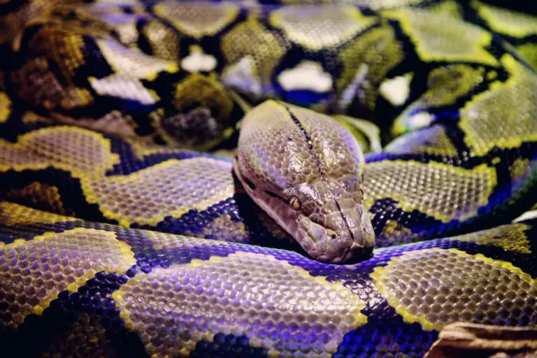 Meaning of Dreaming About a Big Python Snake: Interpretation and Symbolism