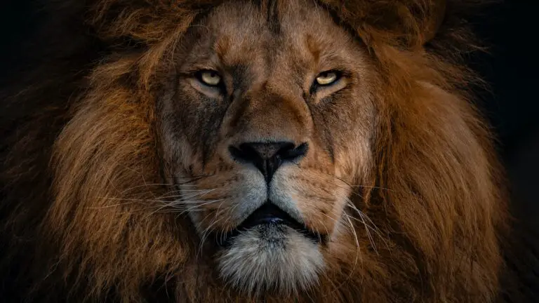 Spiritual Meaning of Dreaming of a Lion: Interpretation and Symbolism