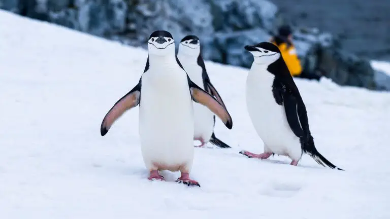 Spiritual Meaning of Dreaming of Penguins: Insights into Your Subconscious Mind