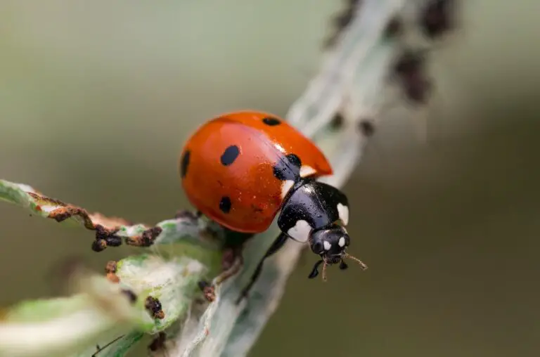 Unlocking the Spiritual Meaning of Ladybug Landing on You: What Does It Signify?