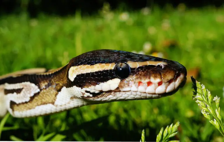 Spiritual Meaning of Dreaming About a Colorful Snake: A Guide to Interpretation