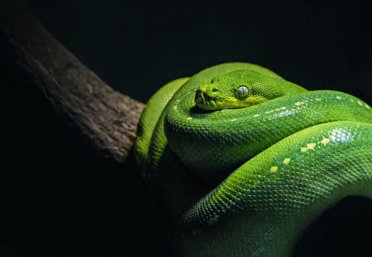 Spiritual Meaning of Dreaming of a Black and Green Snake: Interpretation and Symbolism