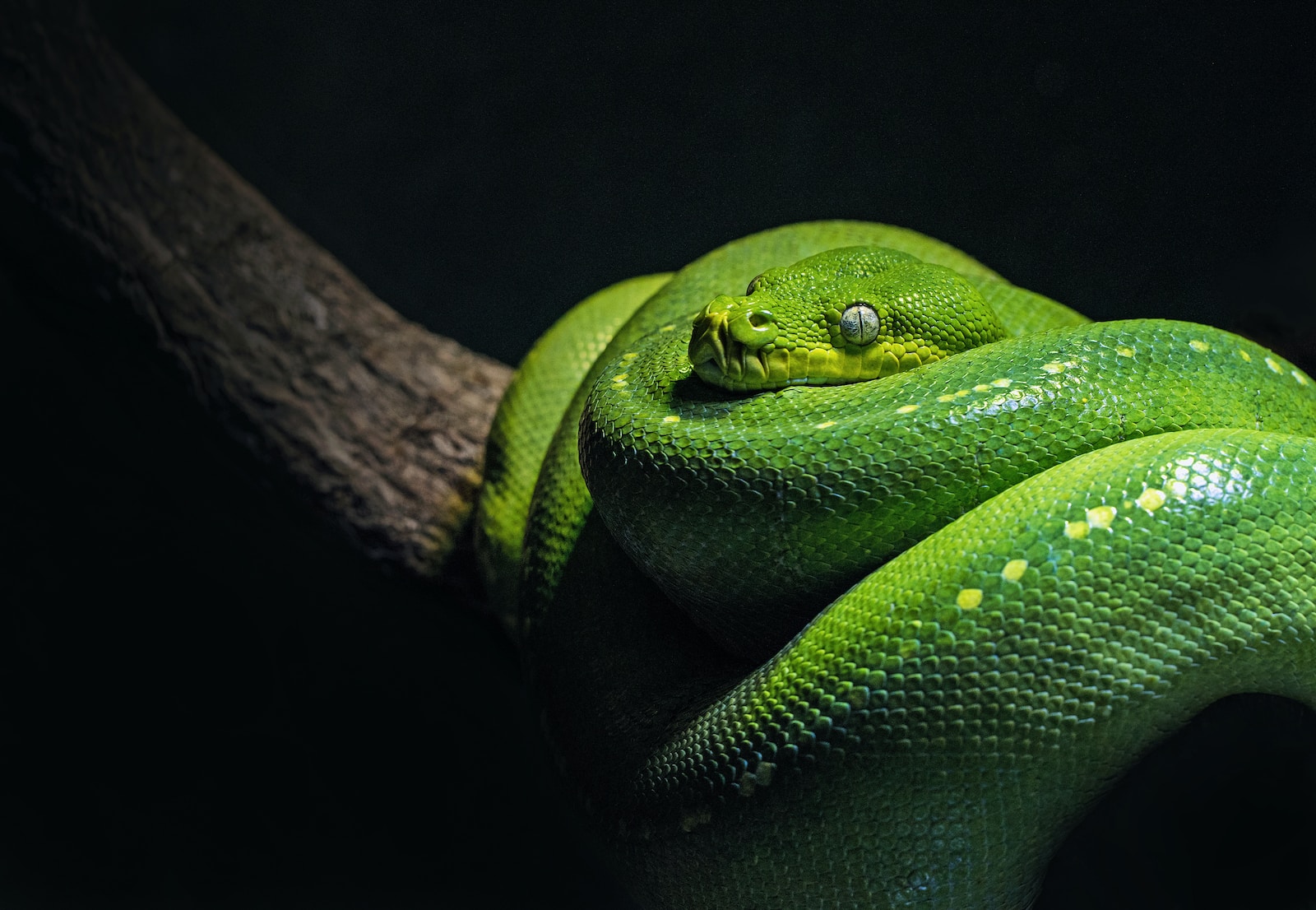 green snake on brown branch close-up photo