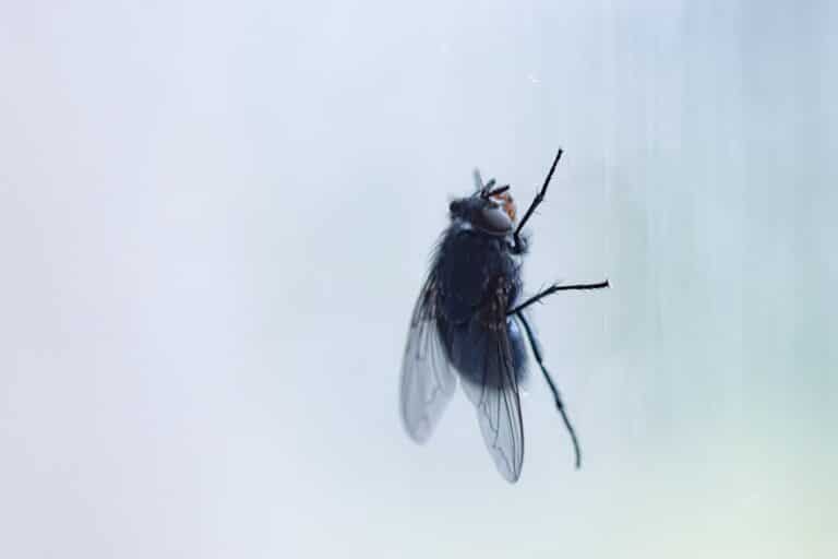 Black fly sitting on window