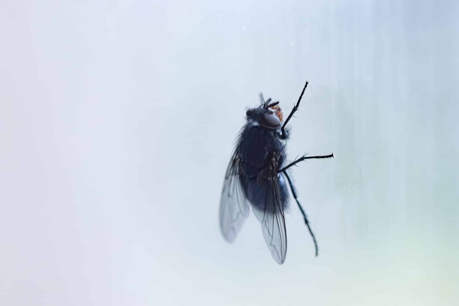 Black fly sitting on window