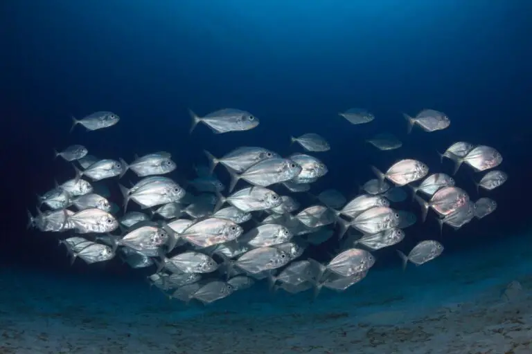 Unlocking the Spiritual Meaning of Dreaming About Fishes