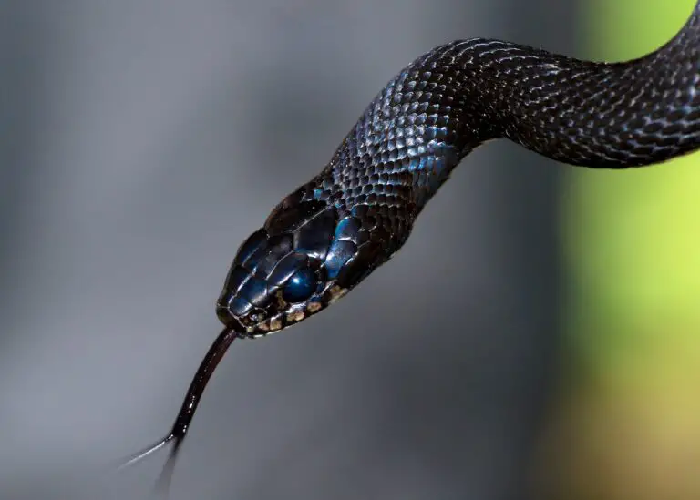 Symbolic Meaning of Black Snakes in Dreams: Interpretation and Analysis
