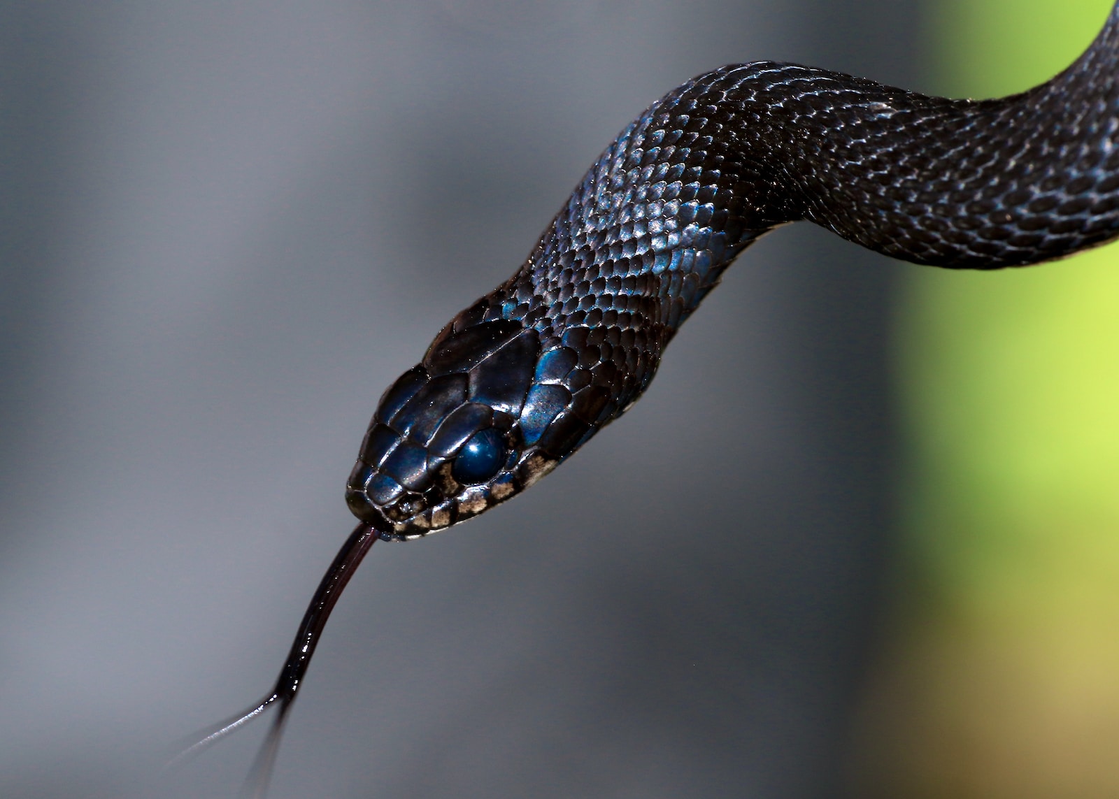 black and brown snake in close up photography