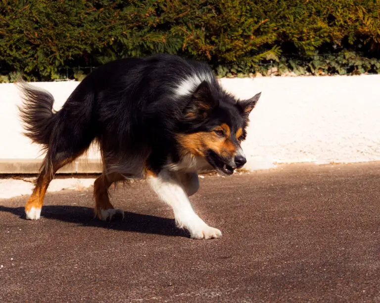 Spiritual Meaning of Dreaming About Being Bitten by a Dog: Exploring Symbolism and Interpretation