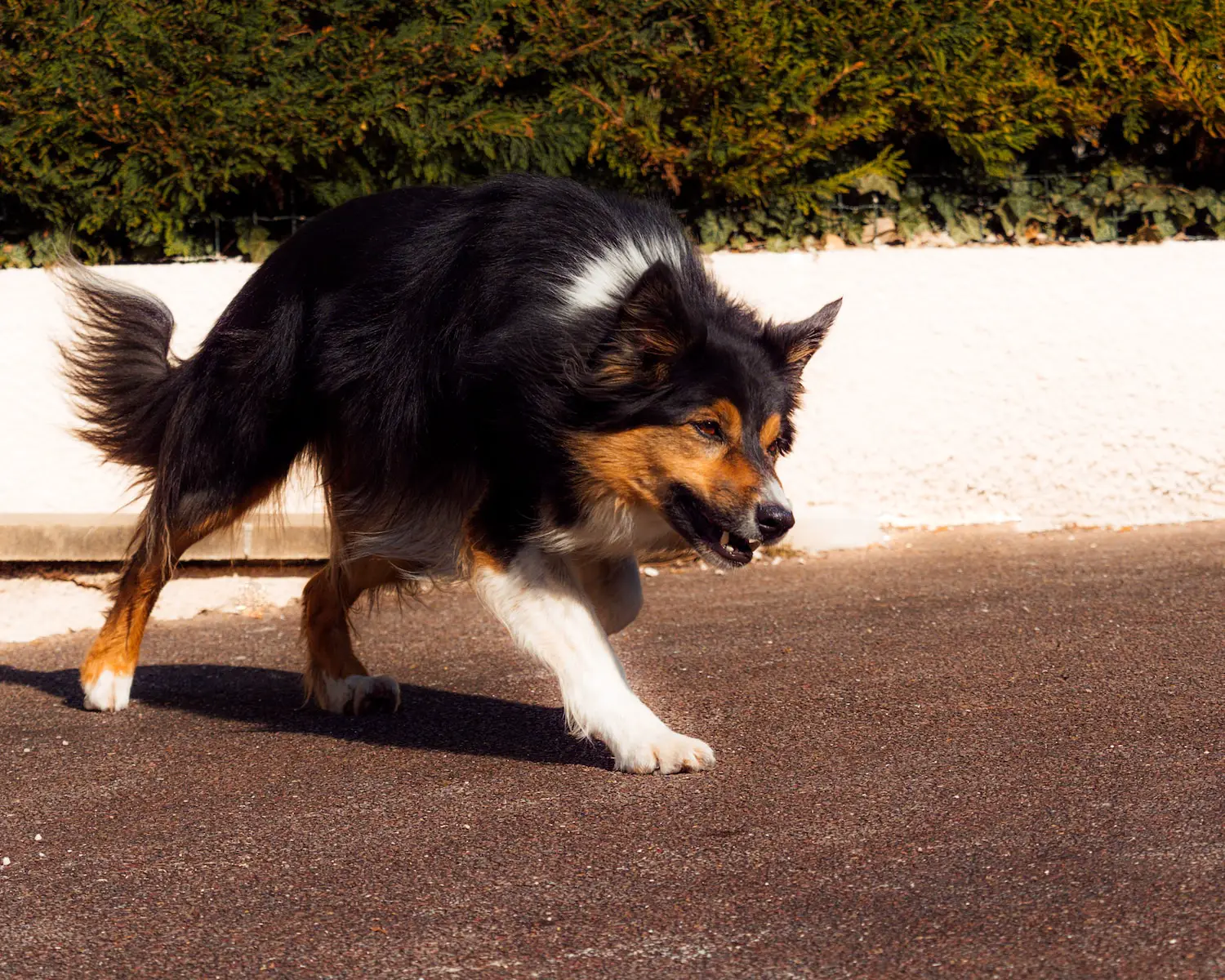 black white and brown long coated dog walking on gray concrete road during daytime