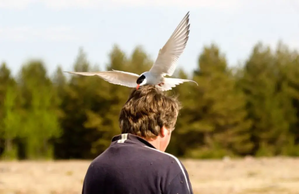 Decoding the Symbolic Significance of Birds Attacking You in Dreams