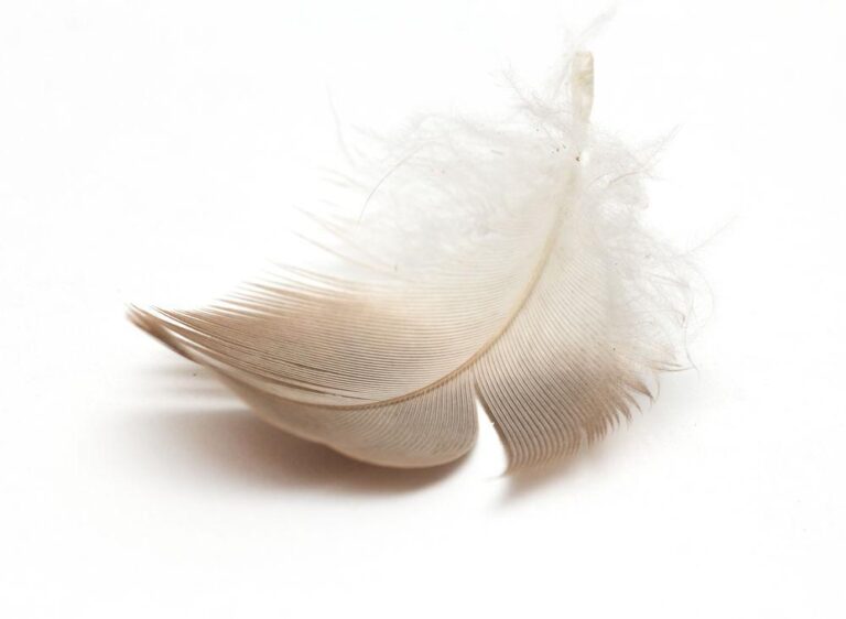 The Biblical Significance of Brown and White Feathers