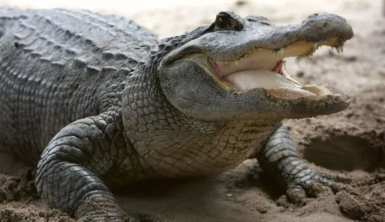 Exploring the Spiritual Meaning of Being Chased by a Crocodile in Your Dreams