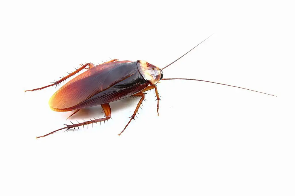 Close-up cockroach on white background