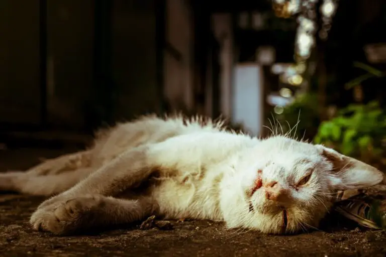 Symbolism of Dead Cats in Dreams: Understanding the Meaning Behind this Common Dream Imagery