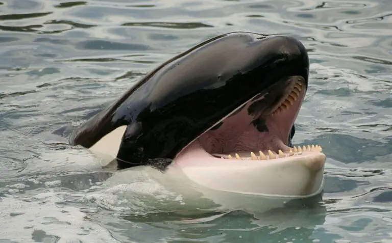 Killer Whale Dream Meaning: Exploring the Biblical Significance