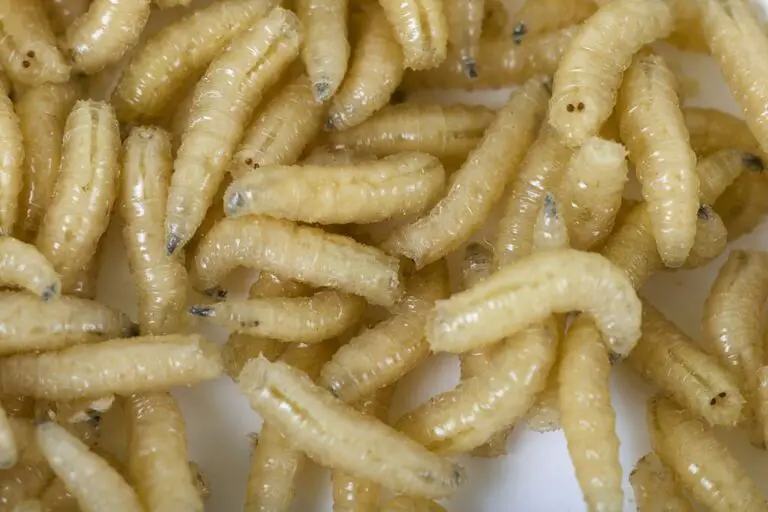 The Biblical Significance of Dreams About Maggots: A Spiritual Interpretation