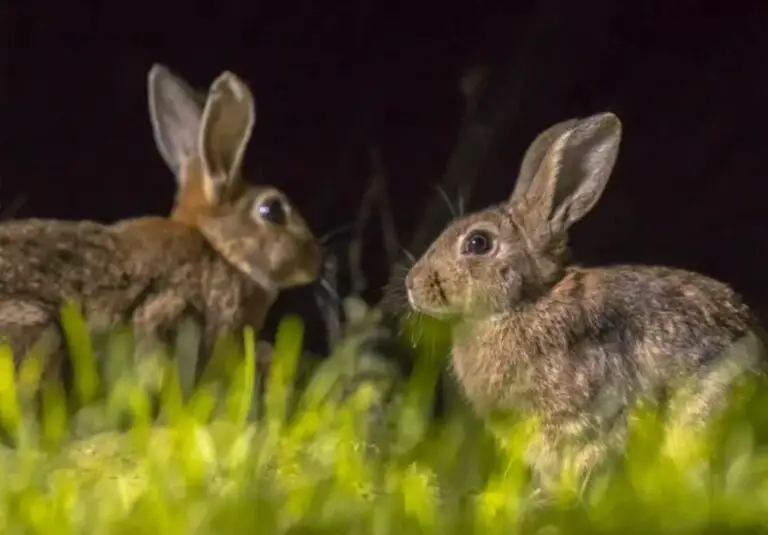 Meaning Behind Seeing a Rabbit at Night: Explained