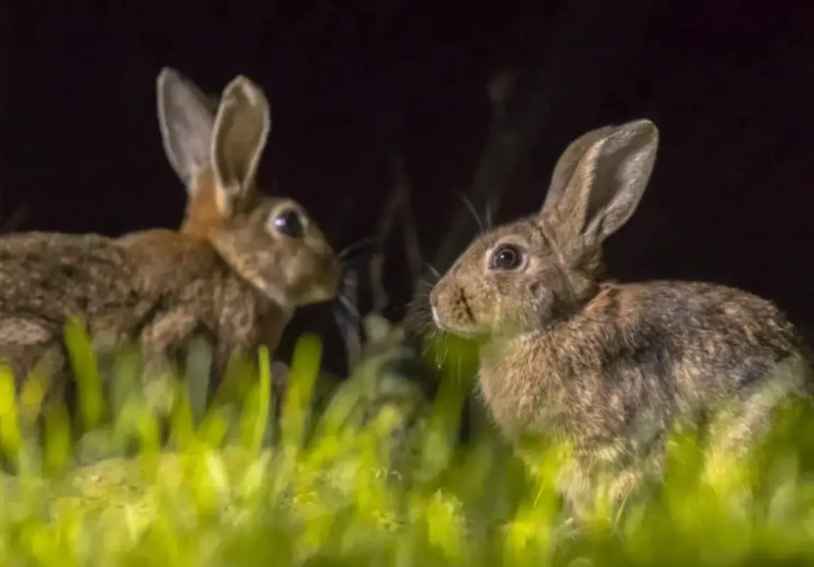 Meaning Behind Seeing a Rabbit at Night Explained Attract Your King