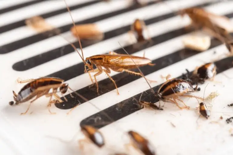 Spiritual Meaning of Dreaming About Roaches: Understanding the Symbolism and Interpretation