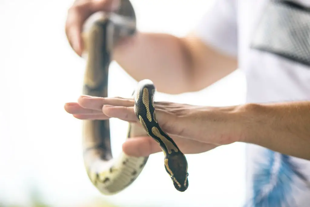 Exploring the Spiritual Meaning of a Snake Running Away from You in