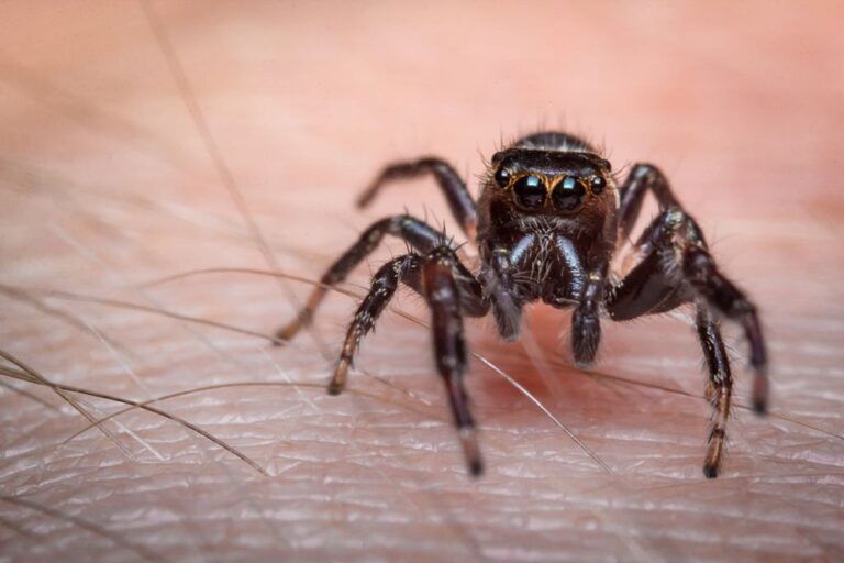 Spiritual Meaning of Being Bitten by a Spider in Dreams: Exploring Symbolism and Interpretation