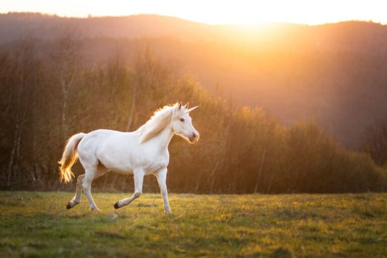 Spiritual Meaning of Dreaming About a Unicorn: Understanding the Symbolism and Significance Behind this Mythical Creature