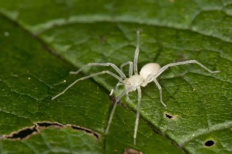 The Spiritual Meaning of Dreaming About a White Spider: What It Could Symbolize for You