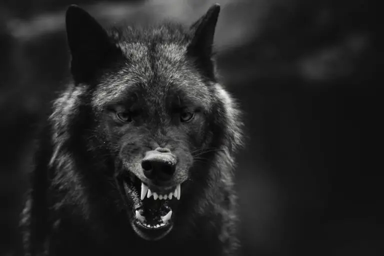 Exploring the Spiritual Meaning of Wolves Chasing You in Dreams