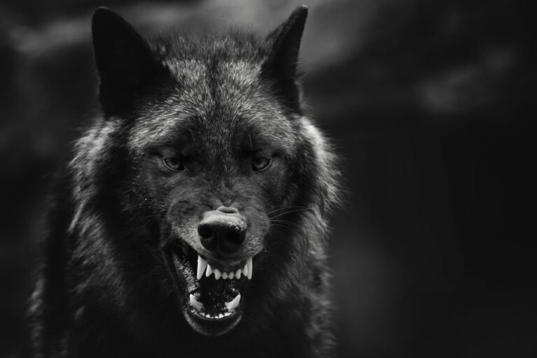 Exploring the Spiritual Meaning of Wolves Chasing You in Dreams