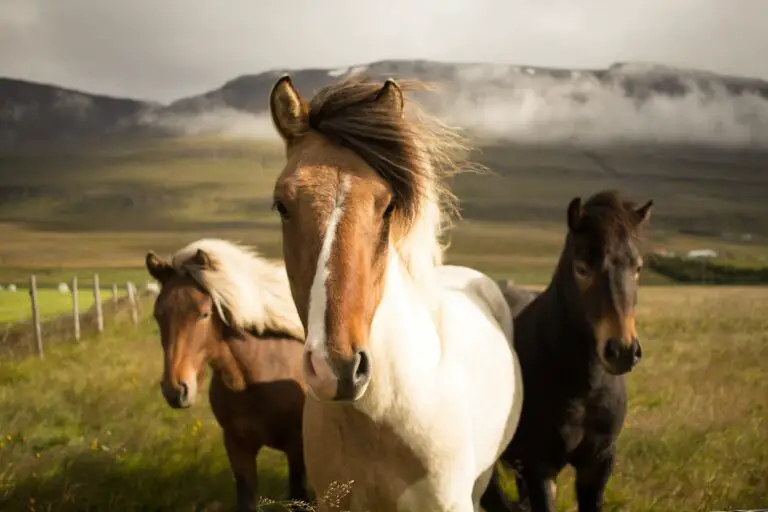 Spiritual Meaning of Dreaming of Horses: Understanding the Symbolism and Interpretation