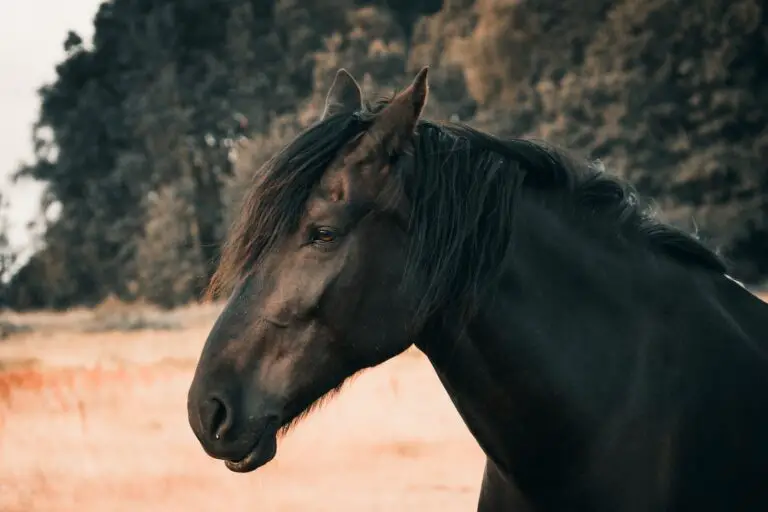 Exploring the Spiritual Meaning of Dreaming About Black Horses