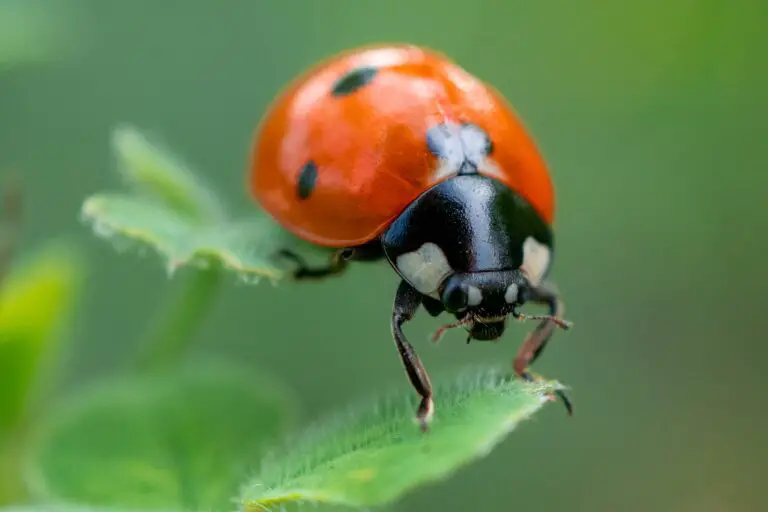 Ladybug in Dream Spiritual Meaning: Understanding the Symbolism Behind Your Dreams