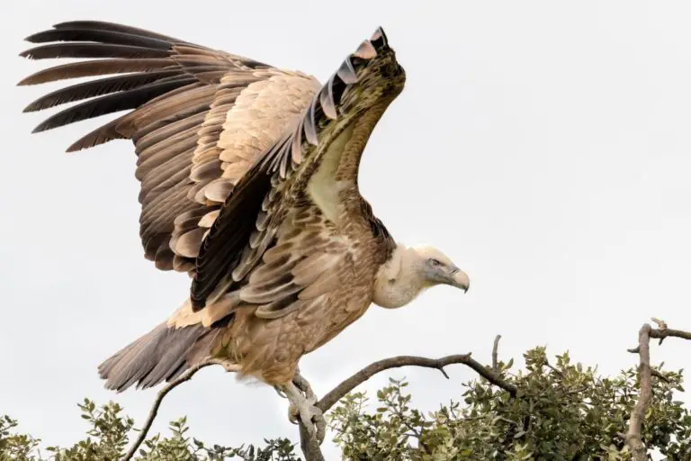 Unlocking the Spiritual Meaning of Vultures: Insights into Their Symbolism and Significance