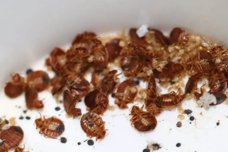 Symbolism of Bed Bug Dreams: Understanding the Meaning Behind Your Nighttime Visions