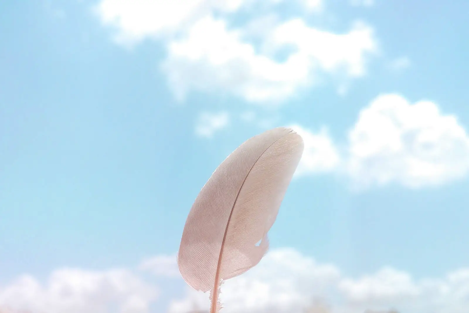white feather under blue sky during daytime