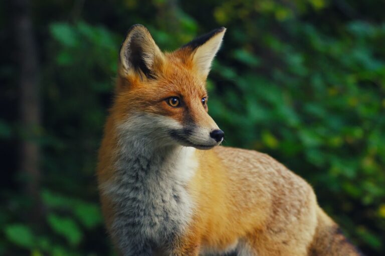 Spiritual Meaning of Dreaming About a Fox: Interpretation and Symbolism