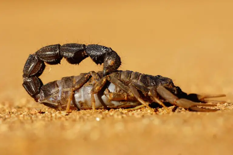 Spiritual Meaning of Dreaming of a Scorpion: Understanding the Symbolism and Interpretation