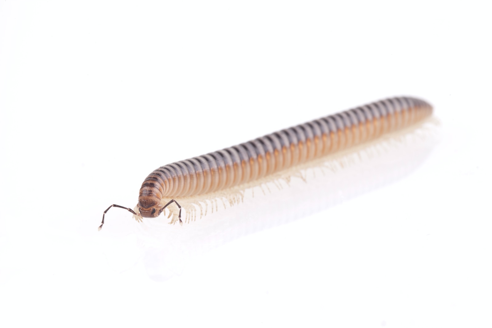 brown and white caterpillar on white background