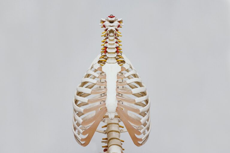 beige and white skeleton